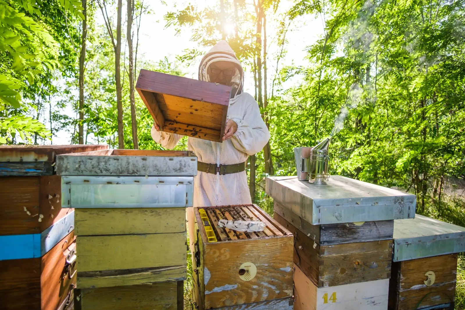 A beekeeper lifting a wooden cover beside open hives
